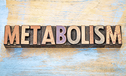 Метаболизм